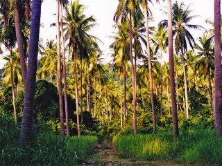 Ko Samui | Thailand