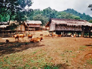 Trekking Tour, Pai | Thailand