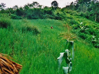 Trekking Tour, Pai | Thailand