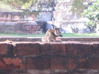 Ayutthaya | Thailand