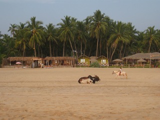 Goa | Indien