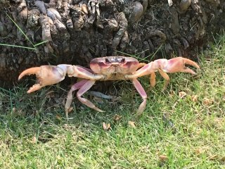 Dominikanische Republik | DO