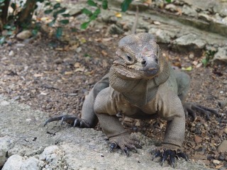 Dominikanische Republik | DO