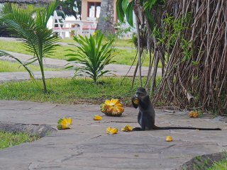 Diani Beach | Kenia