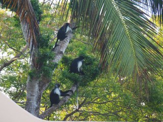 Diani Beach | Kenia