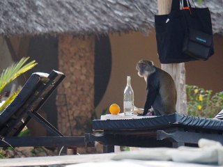 Diani Beach | Kenia