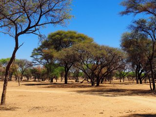 Okapuka | Namibia