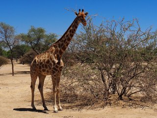 Okapuka | Namibia