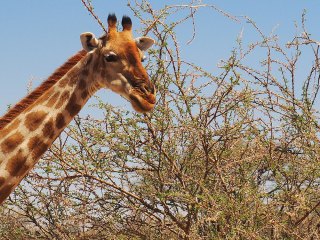 Okapuka | Namibia