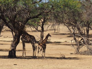 Okapuka | Namibia