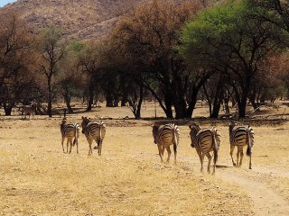 Okapuka | Namibia