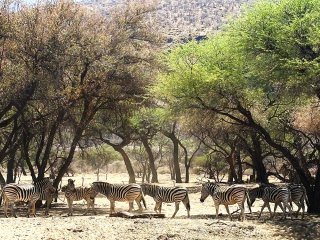 Okapuka | Namibia