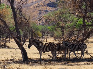 Okapuka | Namibia