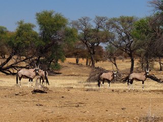 Okapuka | Namibia