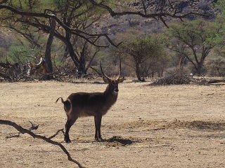 Okapuka | Namibia