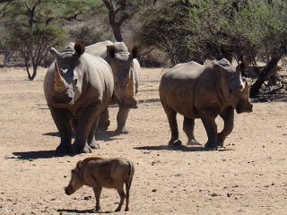 Okapuka | Namibia