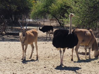 Okapuka | Namibia