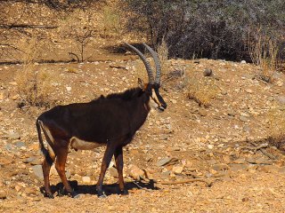 Okapuka | Namibia