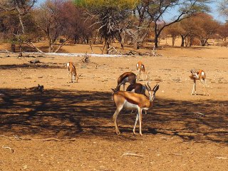 Okapuka | Namibia