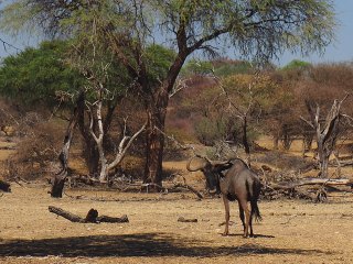 Okapuka | Namibia