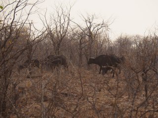 Victoria Falls | Simbabwe