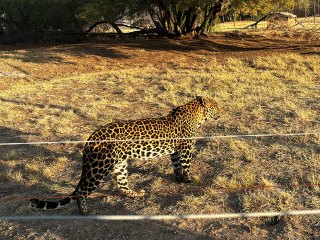 Lionsrock | Südafrika