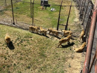 Lionsrock | Südafrika