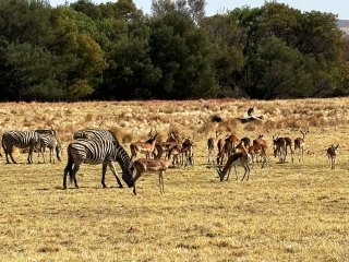 Lionsrock | Südafrika