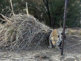 Lionsrock | Südafrika