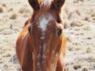 Lionsrock | Südafrika