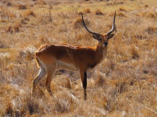 Lionsrock | Südafrika