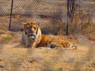 Lionsrock | Südafrika