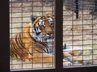 Lionsrock | Südafrika