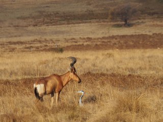 Lionsrock | Südafrika