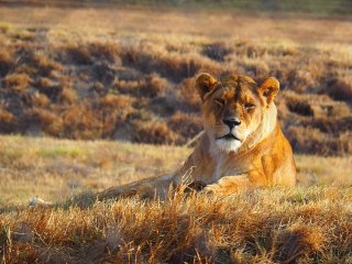 Lionsrock | Südafrika
