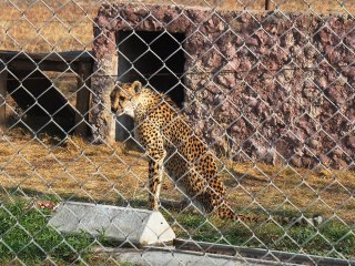 Lionsrock | Südafrika