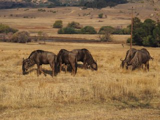 Lionsrock | Südafrika