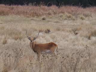 Lionsrock | Südafrika