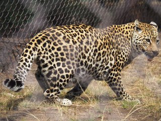 Lionsrock | Südafrika