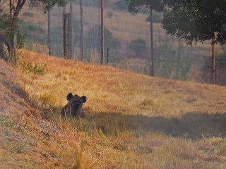 Lionsrock | Südafrika