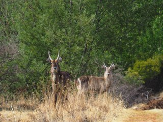 Lionsrock | Südafrika