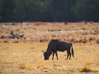 Lionsrock | Südafrika