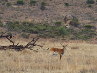 Lionsrock | Südafrika