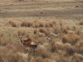 Lionsrock | Südafrika