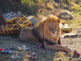 Lionsrock | Südafrika