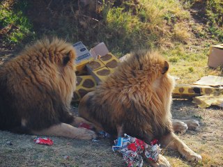 Lionsrock | Südafrika