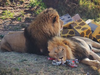 Lionsrock | Südafrika