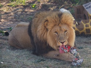Lionsrock | Südafrika