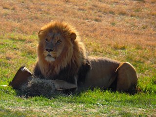 Lionsrock | Südafrika