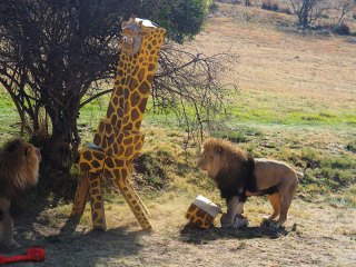 Lionsrock | Südafrika